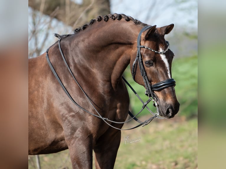 KWPN Hongre 13 Ans 170 cm Bai in Peer