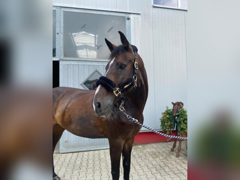 KWPN Hongre 13 Ans 172 cm Bai brun in Neuenrade
