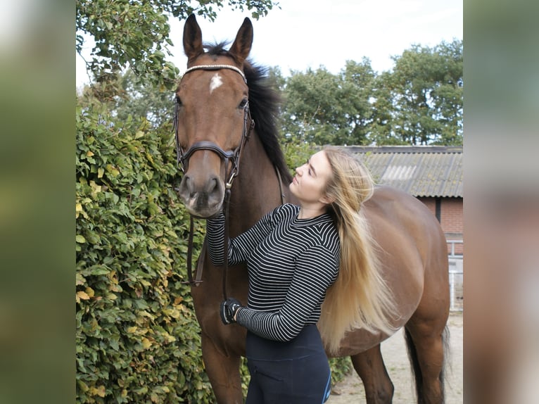 KWPN Hongre 13 Ans 172 cm Bai in Apeldoorn