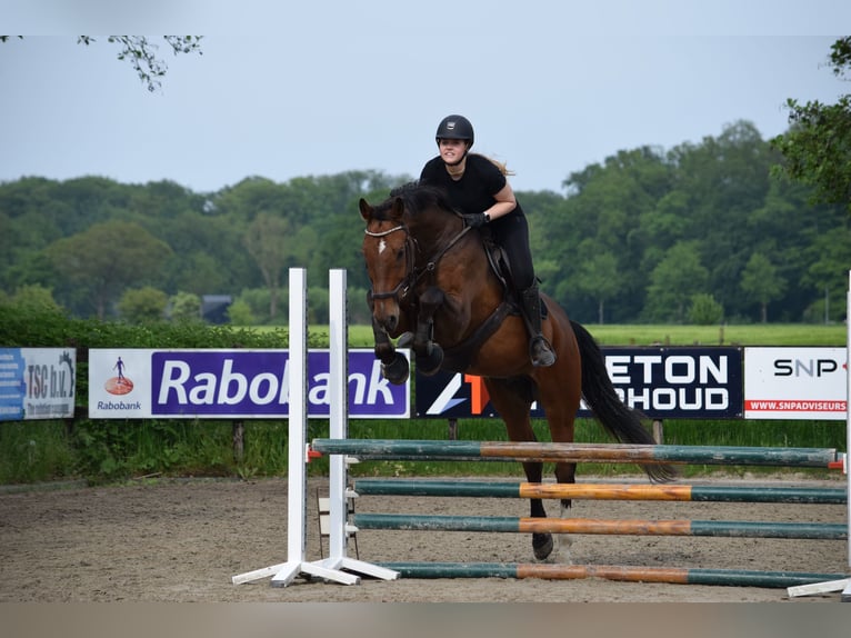 KWPN Hongre 13 Ans 172 cm Bai in Apeldoorn