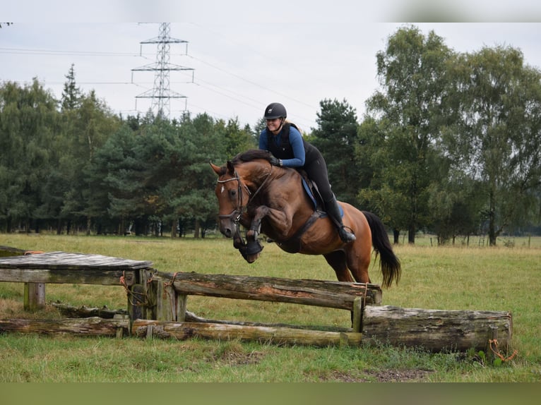 KWPN Hongre 13 Ans 172 cm Bai in Apeldoorn