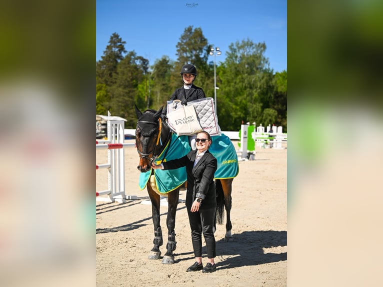 KWPN Hongre 13 Ans 173 cm Bai brun in Pępowo