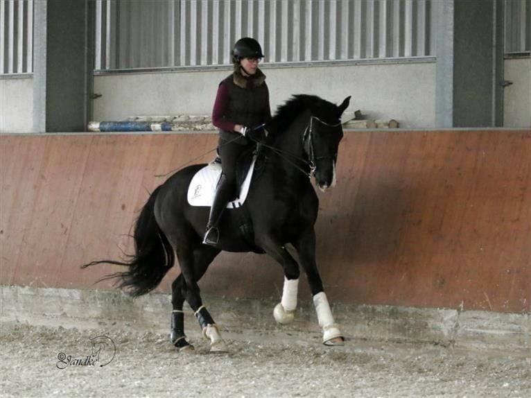 KWPN Hongre 13 Ans 173 cm Noir in Itzstedt