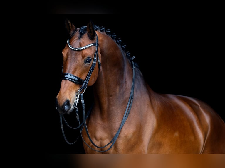 KWPN Hongre 13 Ans 174 cm Bai in Kwadijk