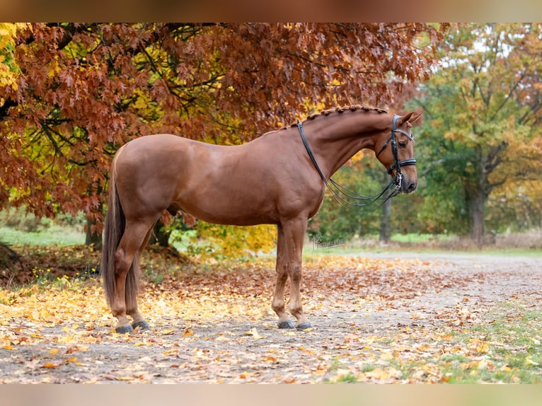 KWPN Hongre 13 Ans 175 cm Alezan in Peer