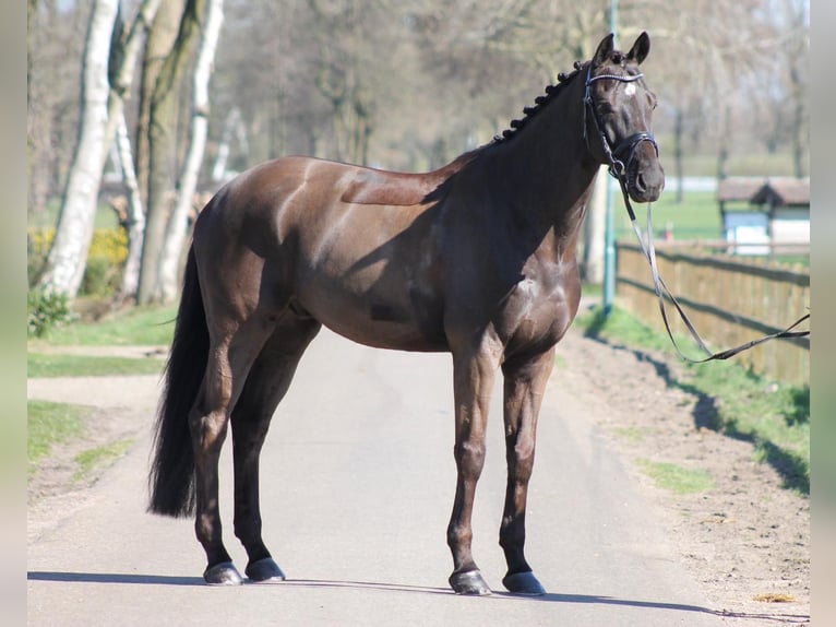 KWPN Hongre 13 Ans 175 cm Bai brun in Geilenkirchen