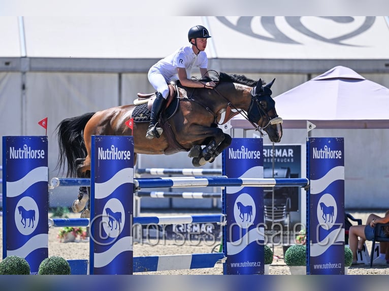 KWPN Hongre 13 Ans 175 cm Bai in Region Prag