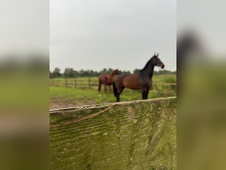 KWPN Hongre 13 Ans 176 cm Bai in Roermond