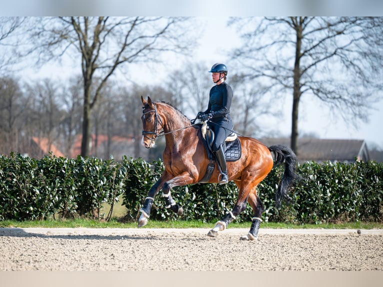 KWPN Hongre 13 Ans 176 cm Bai in Denekamp