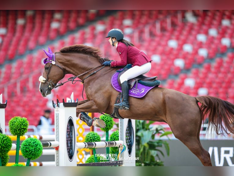 KWPN Hongre 13 Ans 184 cm Alezan brûlé in Hong Kong