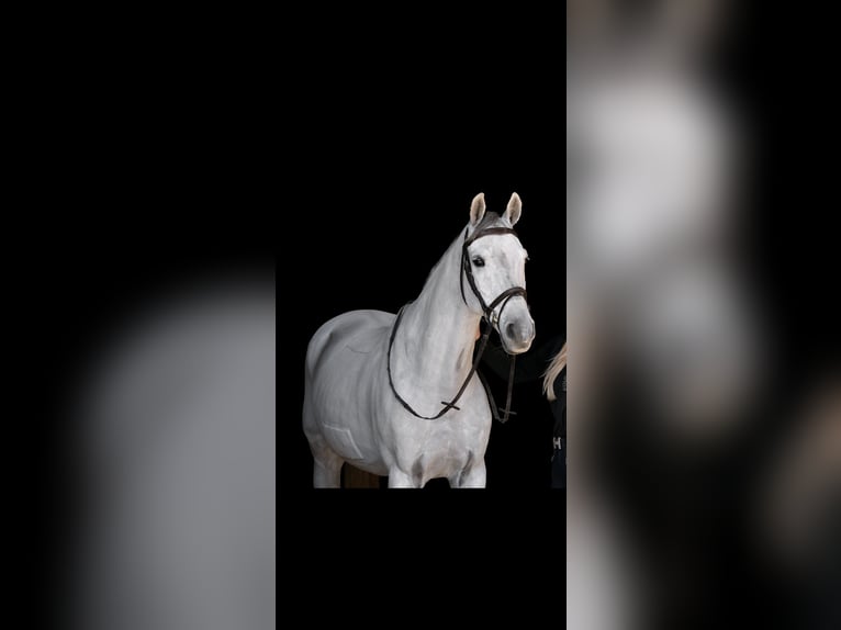 KWPN Hongre 14 Ans 164 cm Gris in Dinkelsbühl