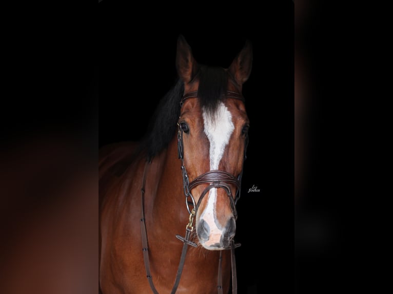 KWPN Hongre 14 Ans 165 cm Bai in Harkema