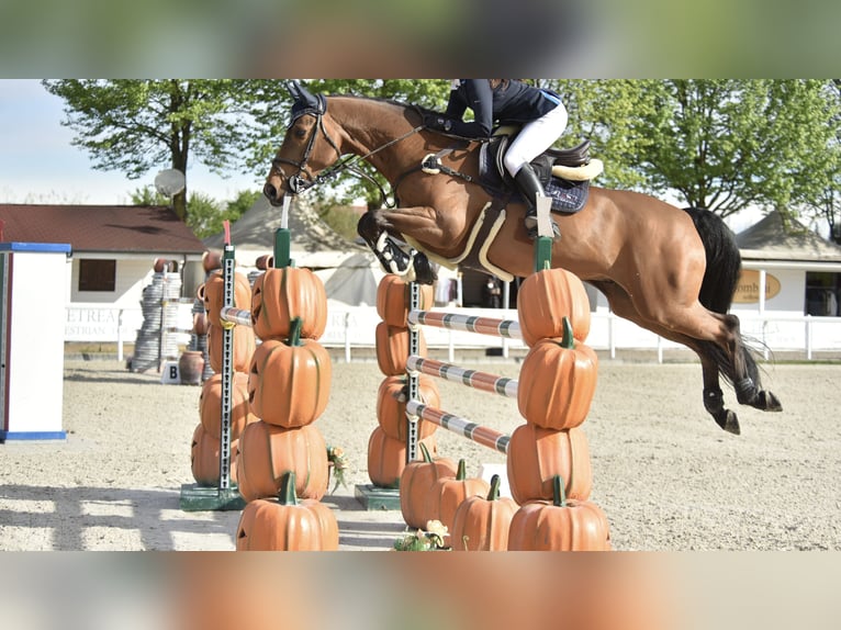 KWPN Hongre 14 Ans 165 cm Bai in Herzogenbuchsee