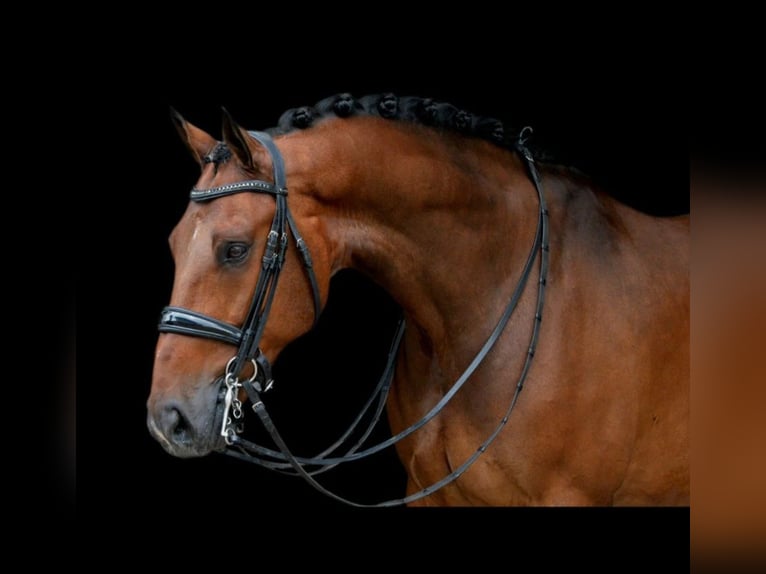 KWPN Hongre 14 Ans 168 cm Bai in Deißlingen