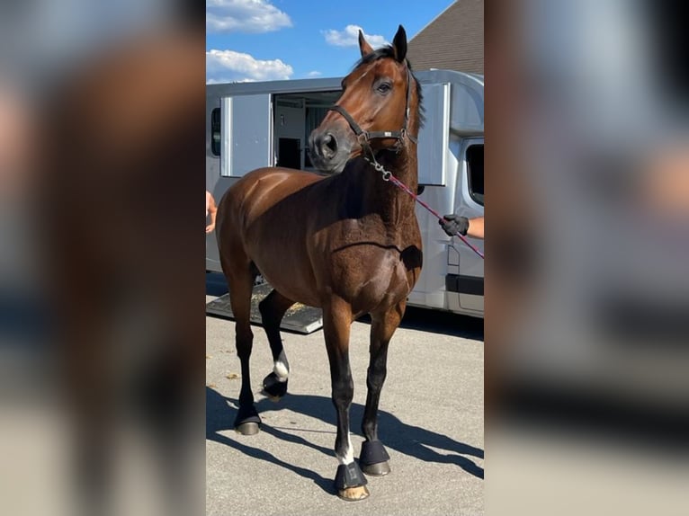 KWPN Hongre 14 Ans 168 cm Bai in Deißlingen