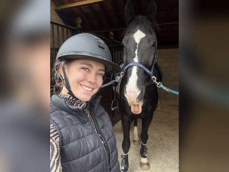 KWPN Hongre 14 Ans 168 cm Noir in Maastricht