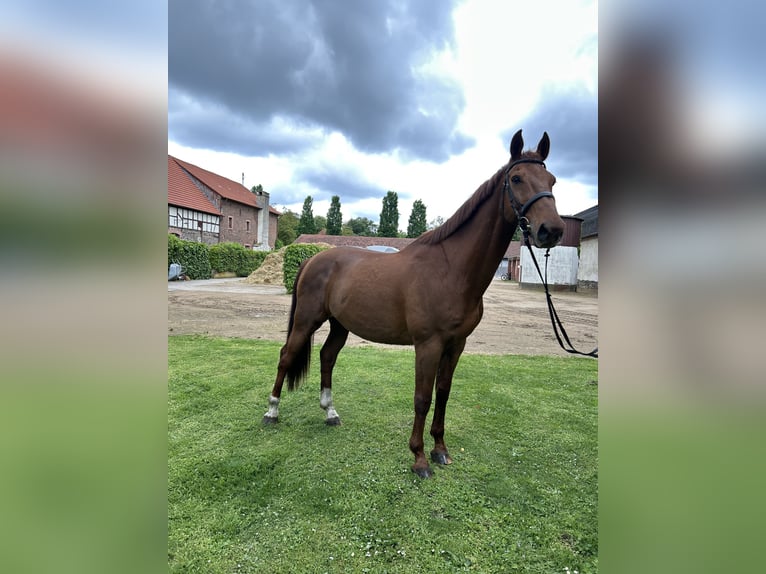 KWPN Hongre 14 Ans 170 cm Alezan in Hanau