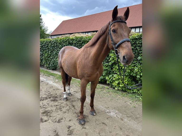 KWPN Hongre 14 Ans 170 cm Alezan in Hanau
