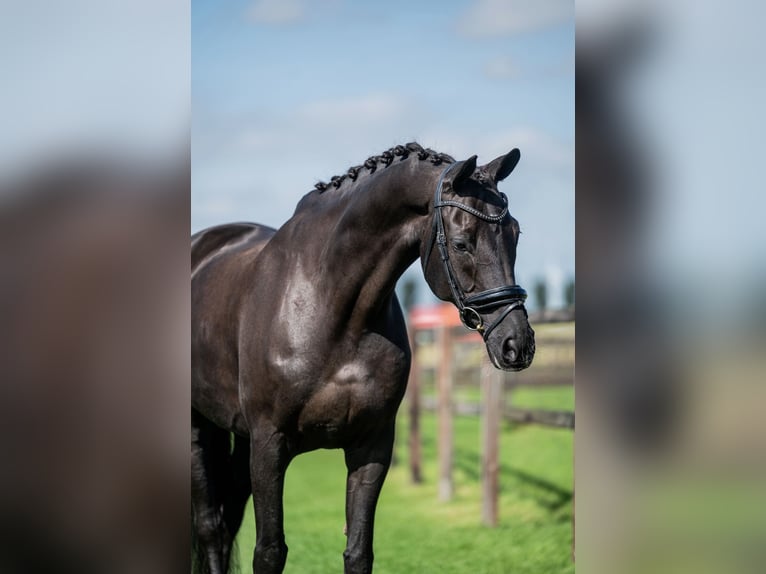 KWPN Hongre 14 Ans 170 cm Noir in Alkmaar