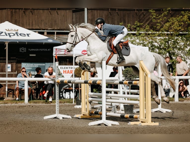 KWPN Hongre 14 Ans 172 cm Gris moucheté in Schladming