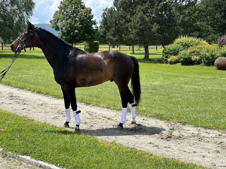 KWPN Hongre 14 Ans 173 cm Bai brun in Ain