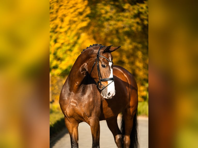 KWPN Hongre 14 Ans 174 cm Bai cerise in Mol