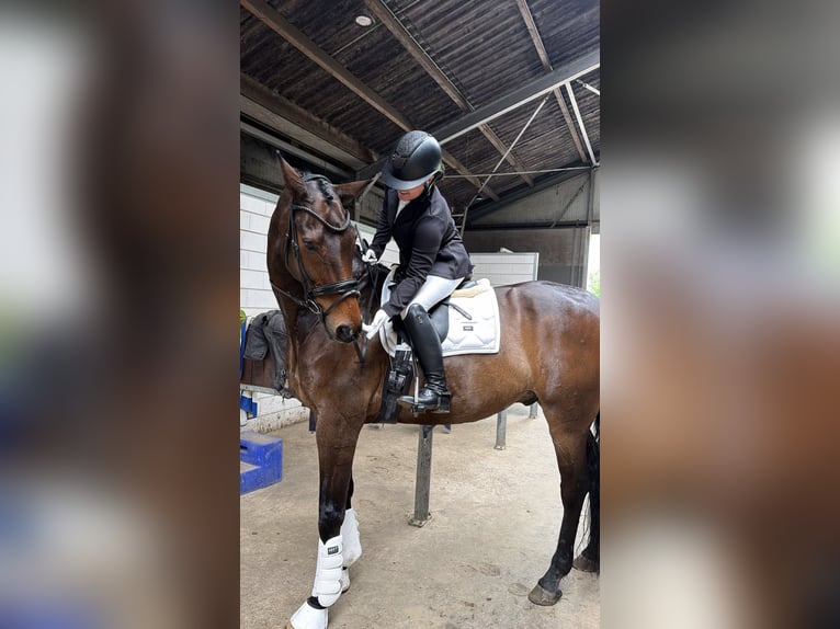 KWPN Hongre 14 Ans 180 cm Bai brun in Capelle aan den IJssel