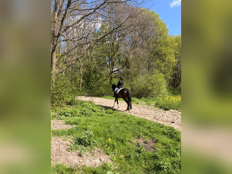 KWPN Hongre 14 Ans 180 cm Bai brun in Capelle aan den IJssel