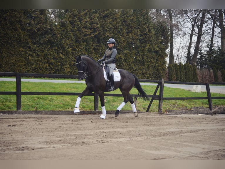 KWPN Hongre 14 Ans 182 cm Noir in Biddinghuizen