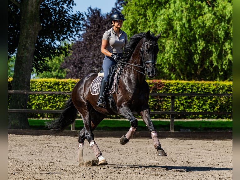 KWPN Hongre 14 Ans 182 cm Noir in Biddinghuizen