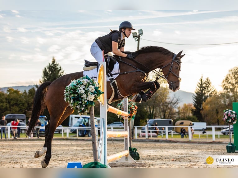 KWPN Hongre 15 Ans 165 cm Bai brun in Domžale