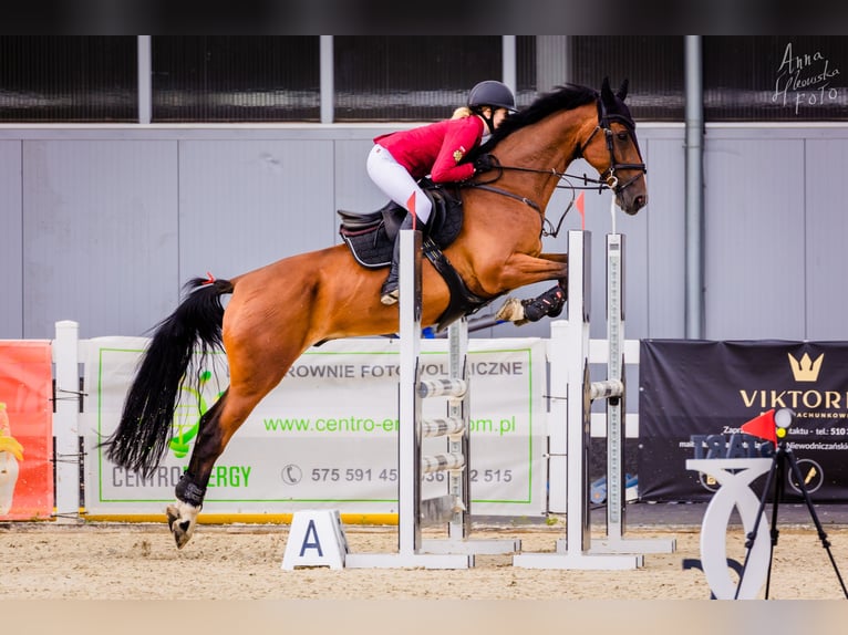 KWPN Hongre 15 Ans 166 cm Bai in Bro&#x144;czyce