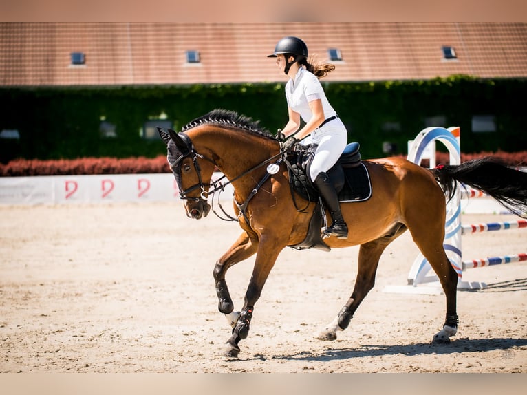 KWPN Hongre 15 Ans 166 cm Bai in Bro&#x144;czyce