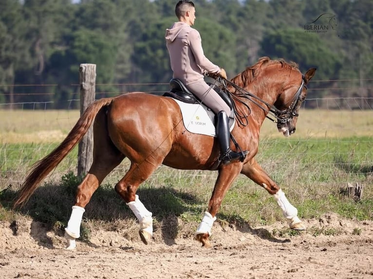 KWPN Hongre 15 Ans 167 cm Alezan in Navas Del Madroño