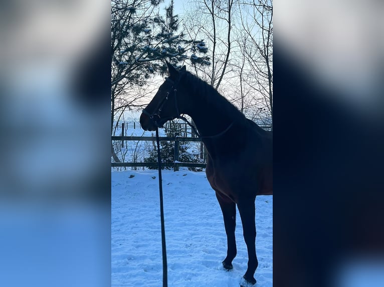 KWPN Hongre 15 Ans 167 cm Bai in Noord-Sleen
