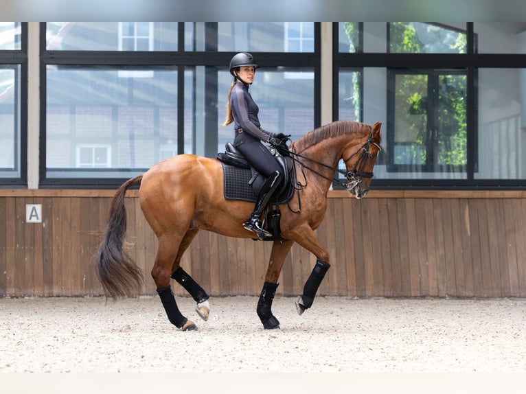 KWPN Hongre 15 Ans 168 cm Alezan in H&#xF6;rstel