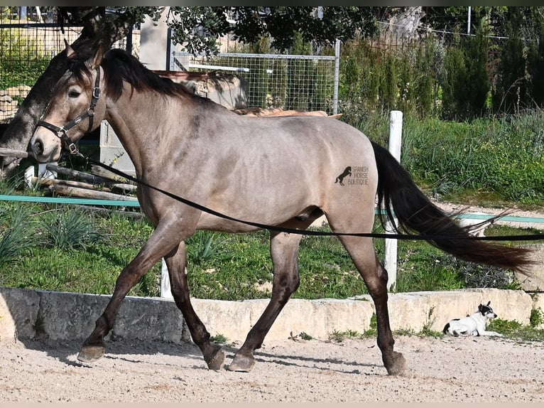 KWPN Croisé Hongre 15 Ans 169 cm Isabelle in Mallorca