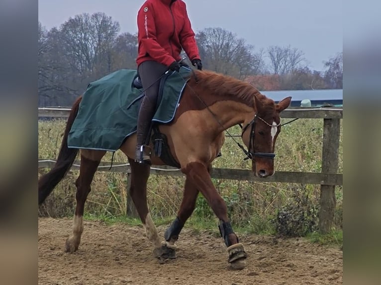 KWPN Hongre 15 Ans 170 cm Alezan in Bramsche