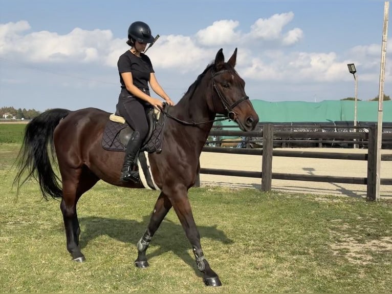 KWPN Croisé Hongre 15 Ans 170 cm Bai brun in Modena
