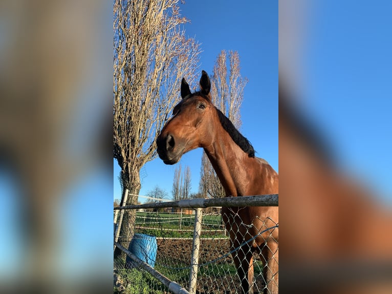 KWPN Croisé Hongre 15 Ans 170 cm Bai brun in Modena