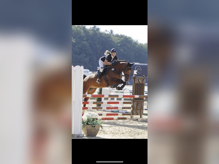 KWPN Hongre 15 Ans 170 cm Bai in K&#xF6;sching