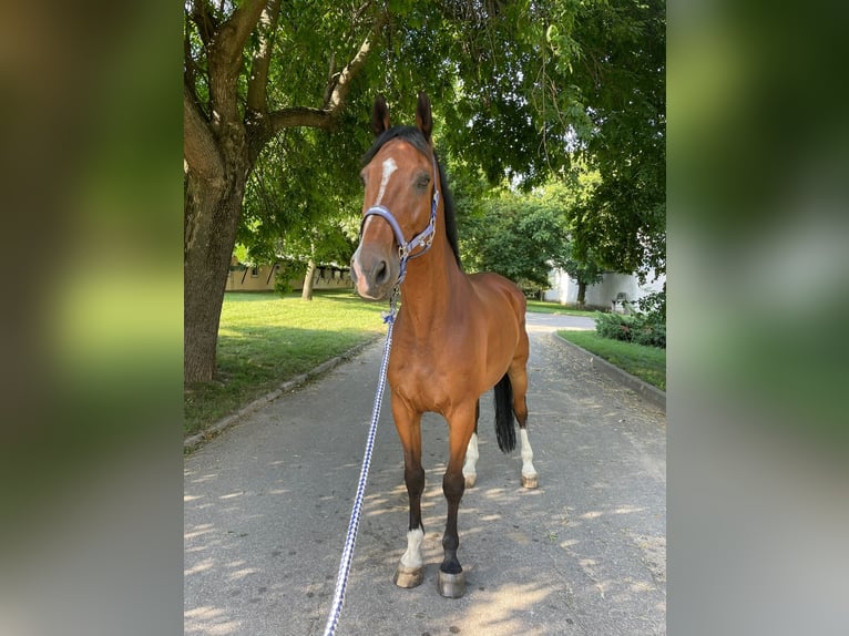 KWPN Hongre 15 Ans 170 cm Bai clair in Senec