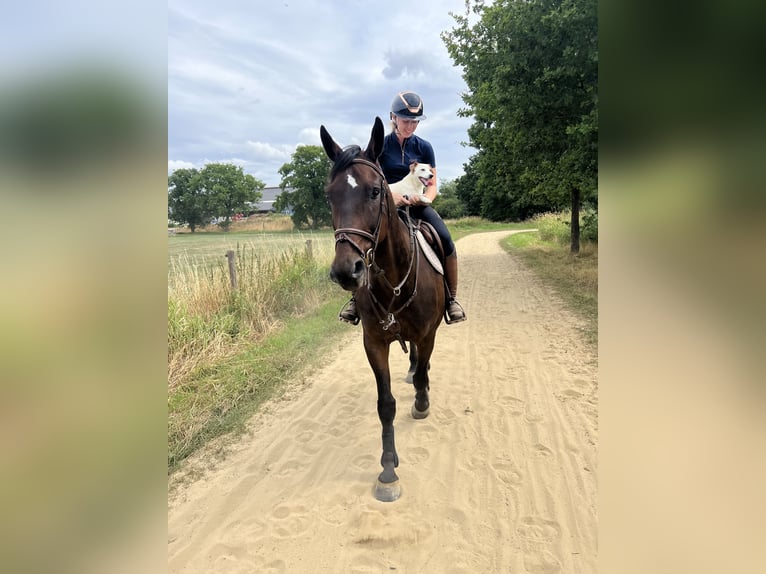 KWPN Hongre 15 Ans 172 cm Bai brun in Putte