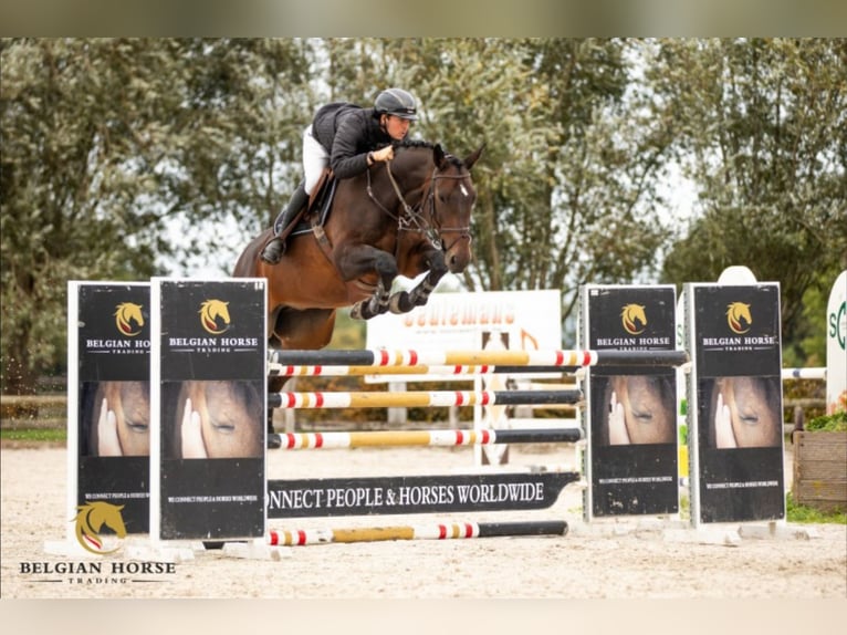 KWPN Hongre 15 Ans 172 cm Bai brun in Putte