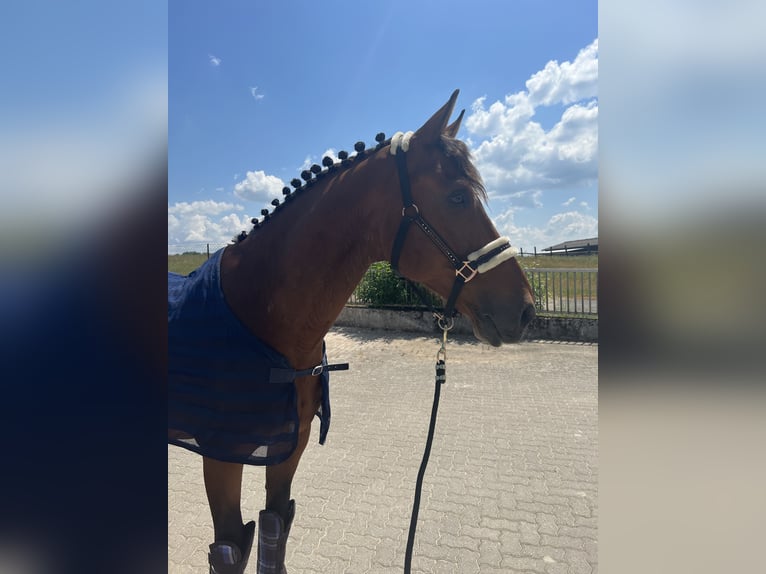 KWPN Hongre 15 Ans 172 cm Bai in K&#xF6;sching