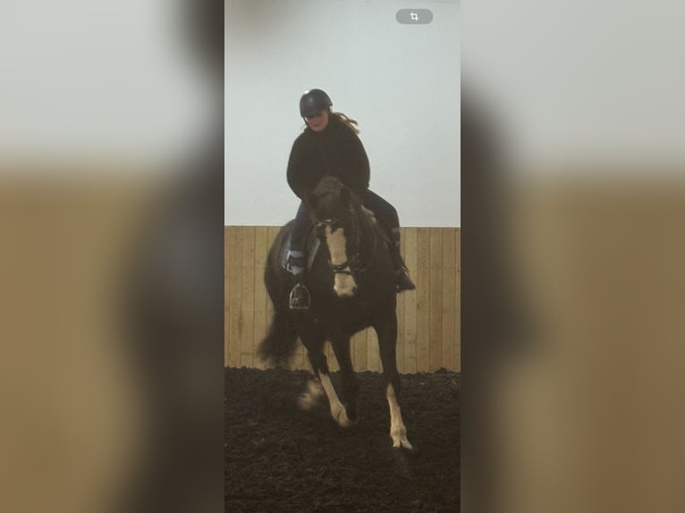 KWPN Hongre 15 Ans 175 cm  in Adelsheim