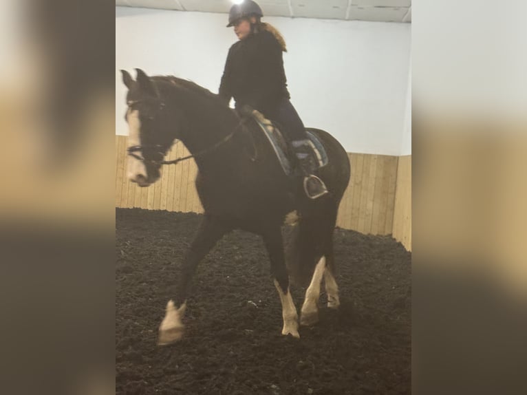 KWPN Hongre 15 Ans 175 cm  in Adelsheim