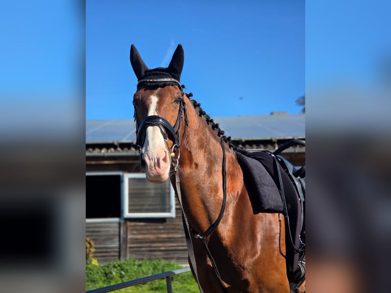 KWPN Hongre 15 Ans 175 cm Bai brun foncé in Hausen