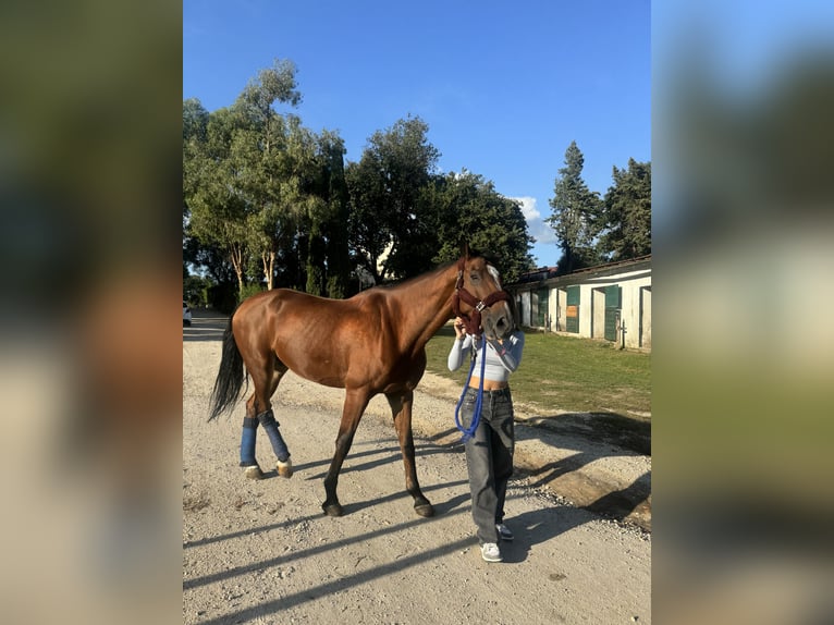KWPN Hongre 15 Ans Bai brun in San Prisco
