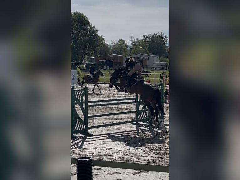 KWPN Hongre 15 Ans Bai cerise in domžale